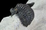 Pseudocryphaeus Trilobite - Lghaft, morocco #87459-2